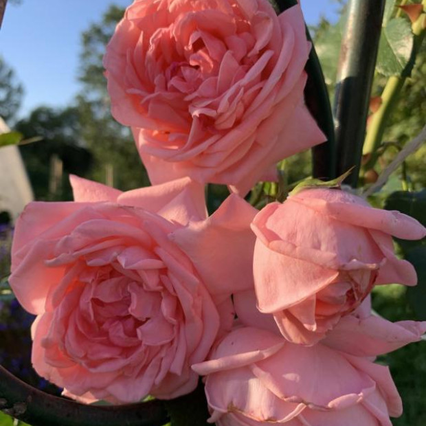 Фото 4. Роза 