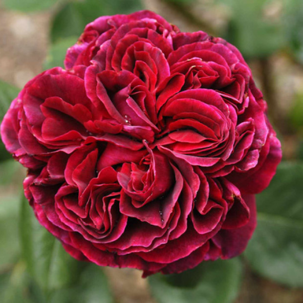 Фото 3. Роза 