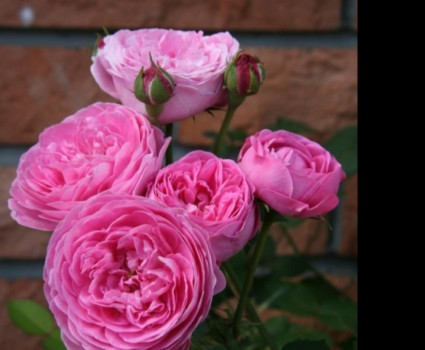 Роза Louise Odier в каталоге СЦ Корекозево