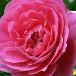 Миниатюра 4. Роза 