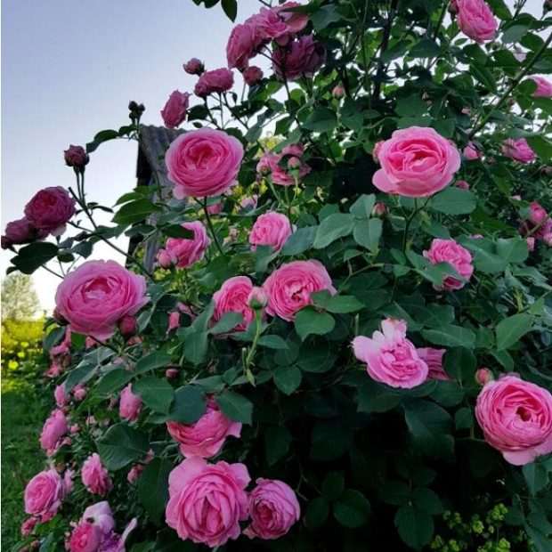 Фото 3. Роза 