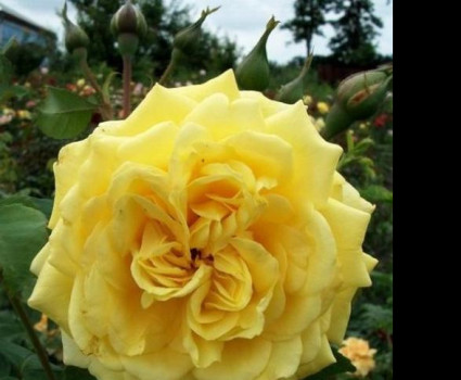 Роза Casino в каталоге СЦ Корекозево