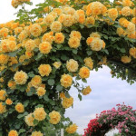 Миниатюра 3. Роза 