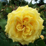 Миниатюра 1. Роза 