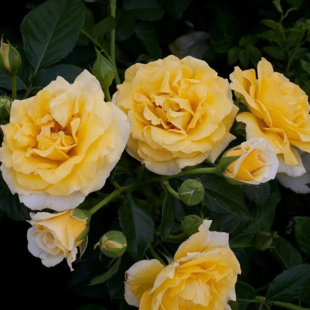 Фото 4. Роза 