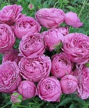 Роза Misty Bubbles в каталоге СЦ Корекозево