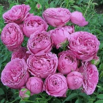 Миниатюра 1. Роза 