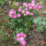 Миниатюра 3. Роза 