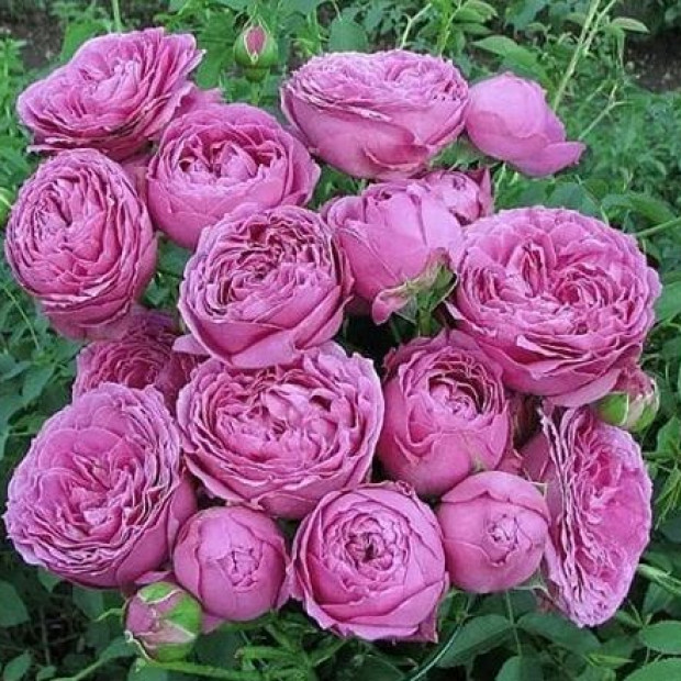 Фото 1. Роза 