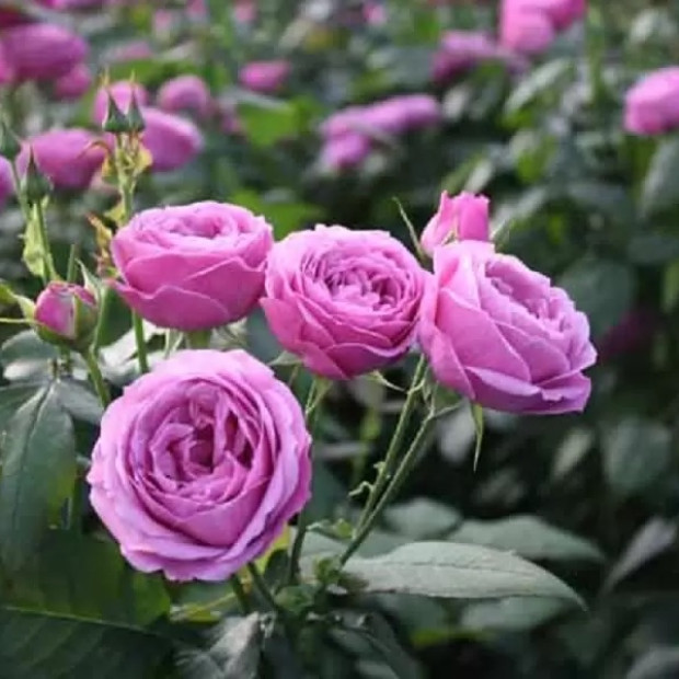 Фото 2. Роза 