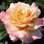 Миниатюра 3. Роза 