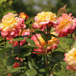 Миниатюра 2. Роза 