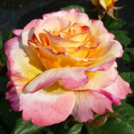 Миниатюра 1. Роза 