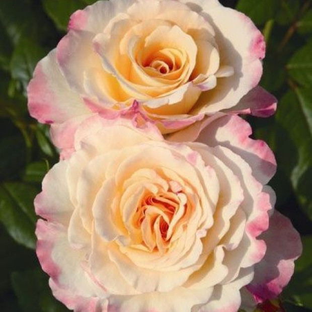 Фото 4. Роза 