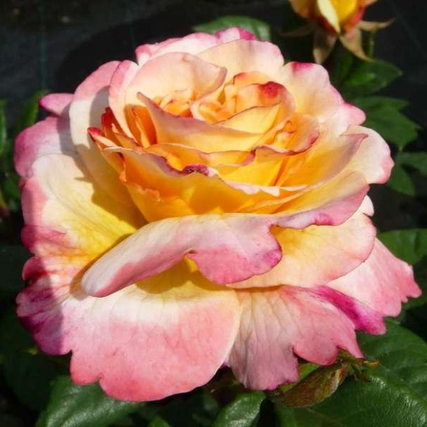 Фото 1. Роза 