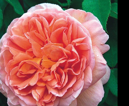 Роза Abraham Darby в каталоге СЦ Корекозево