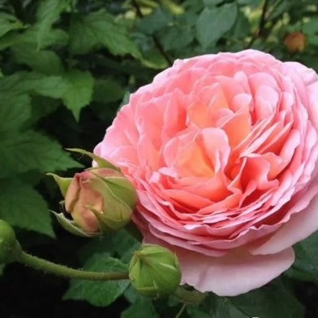 Фото 2. Роза 