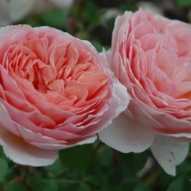 Фото 3. Роза 