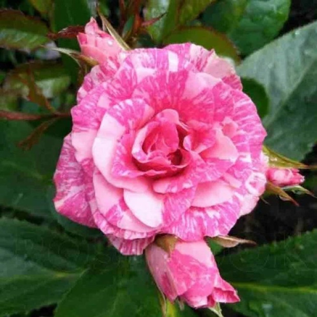 Фото 4. Роза 