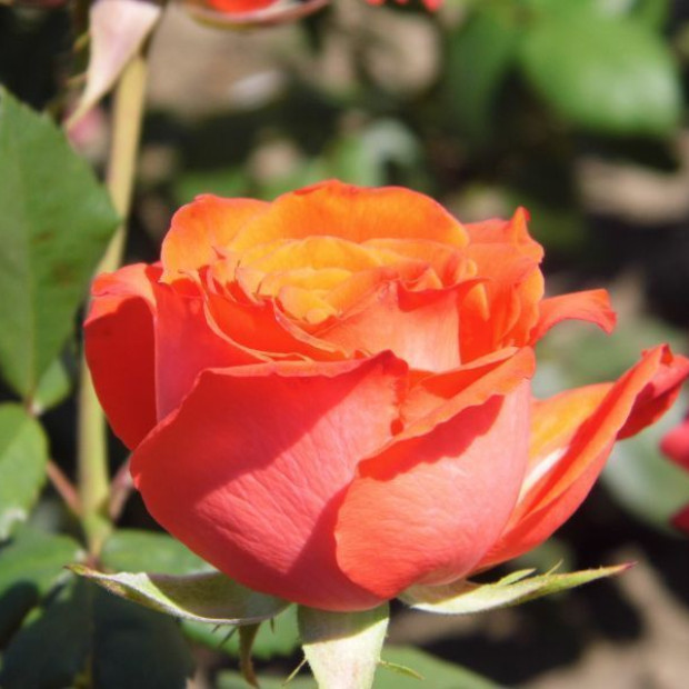 Фото 1. Роза 