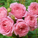 Миниатюра 2. Роза 