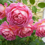 Миниатюра 4. Роза 