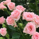 Миниатюра 4. Роза 