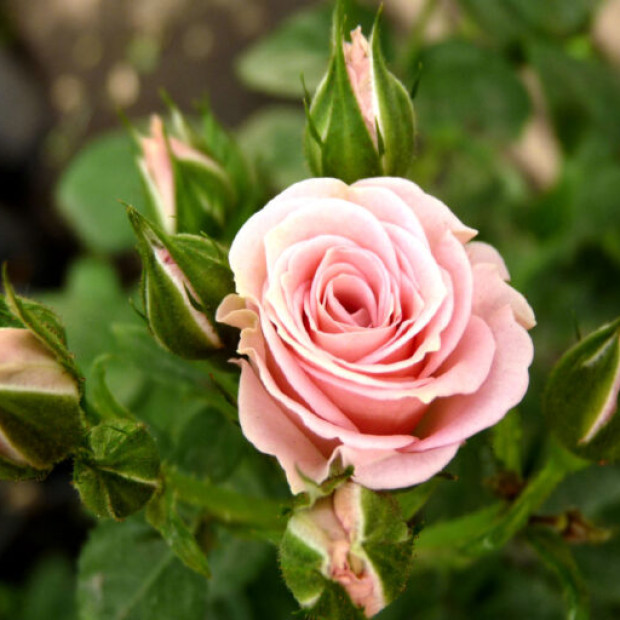 Фото 1. Роза 