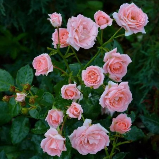 Фото 3. Роза 