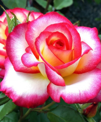 Роза Amazon в каталоге СЦ Корекозево