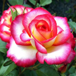 Миниатюра 1. Роза 