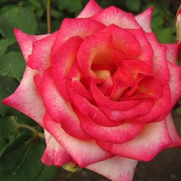 Фото 2. Роза 