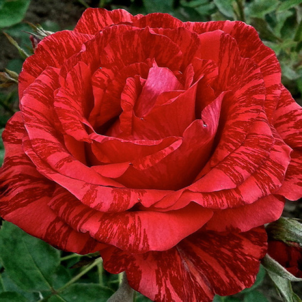 Фото 1. Роза 