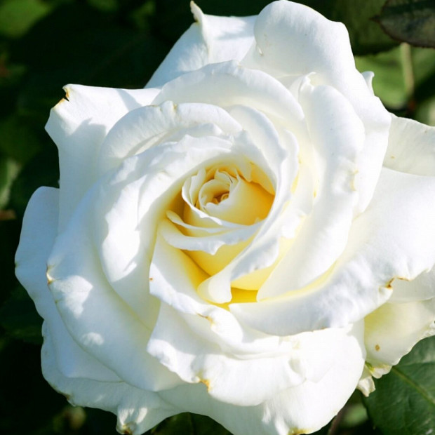 Фото 3. Роза 