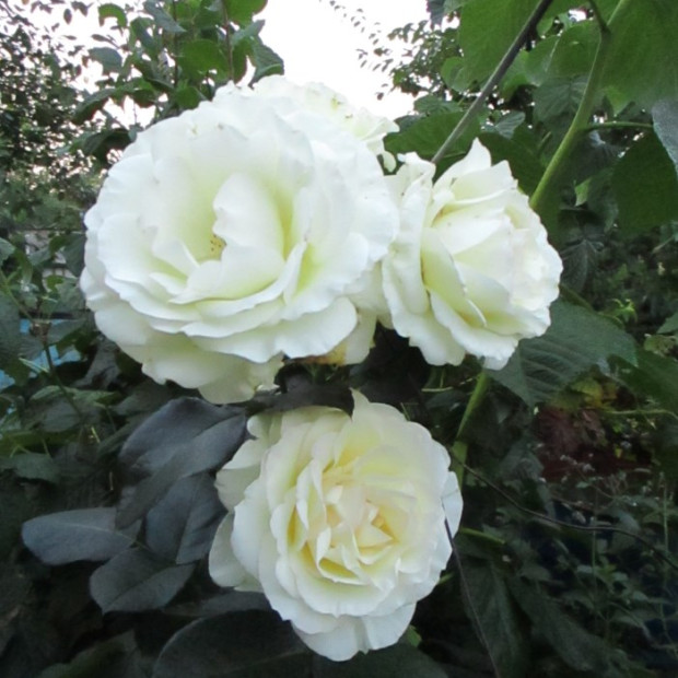 Фото 4. Роза 