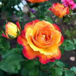 Миниатюра 4. Роза 