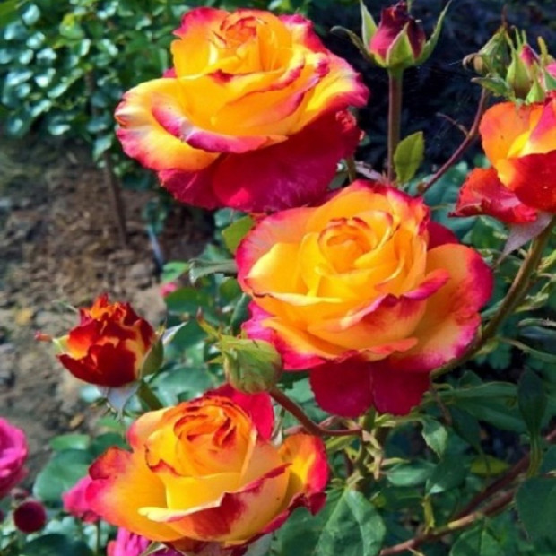 Фото 2. Роза 