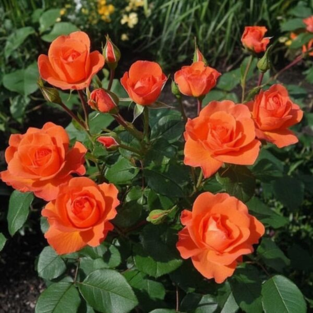 Роза Alegria в каталоге СЦ Корекозево