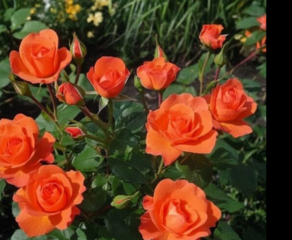 Роза Alegria в каталоге СЦ Корекозево