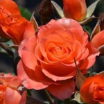 Миниатюра 3. Роза 