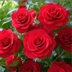 Миниатюра 2. Роза 