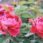 Миниатюра 2. Роза 