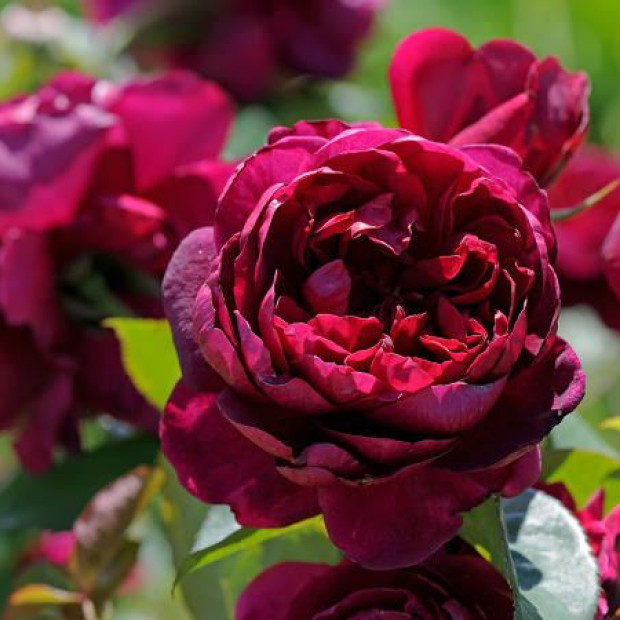 Фото 1. Роза 