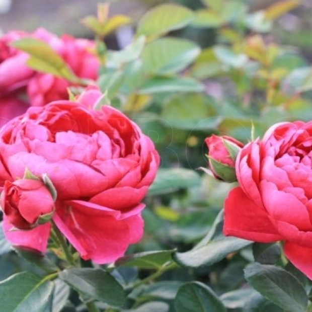 Фото 2. Роза 