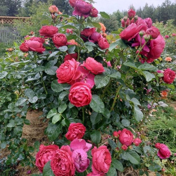 Фото 3. Роза 