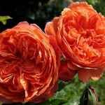 Миниатюра 2. Роза 