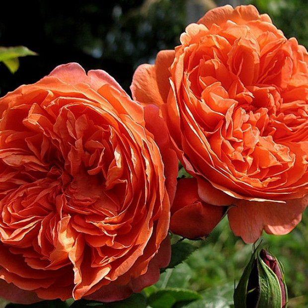 Фото 2. Роза 