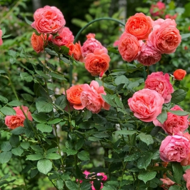 Фото 4. Роза 