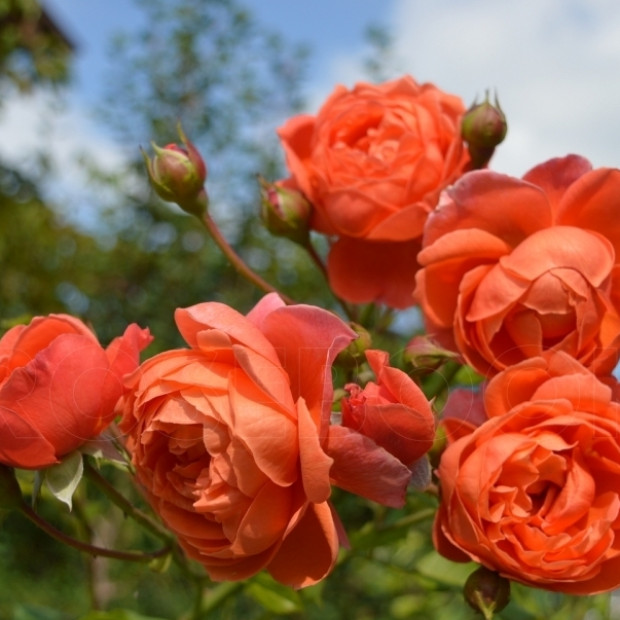 Фото 1. Роза 