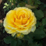 Миниатюра 1. Роза 